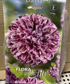 Daalia 'MARBLE BALL' kukkasipulit