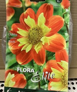 Daalia 'POOH' kukkasipulit