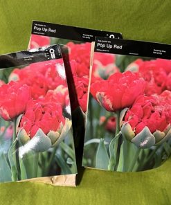 Kerrannainen tulppaani Pop Up Red
